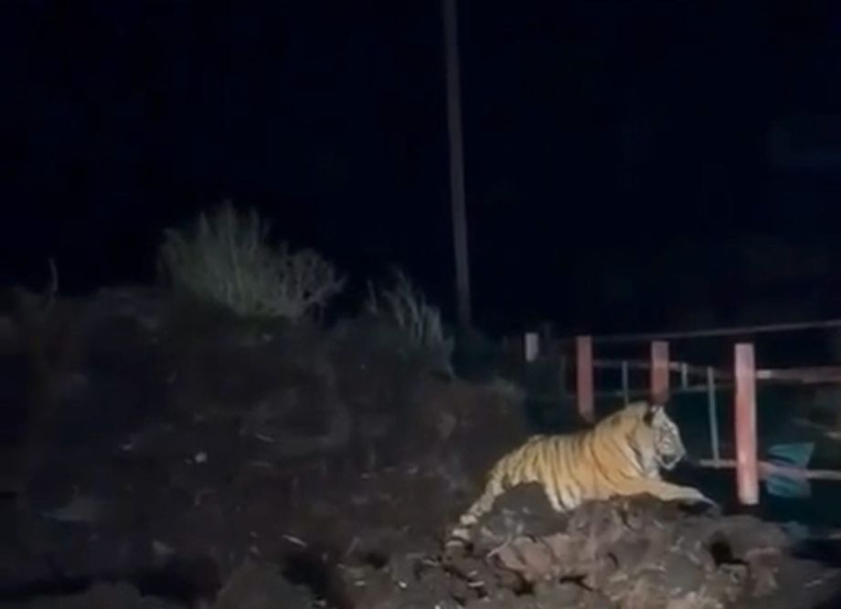 Тигр вышел к загонам со скотом в приморском селе