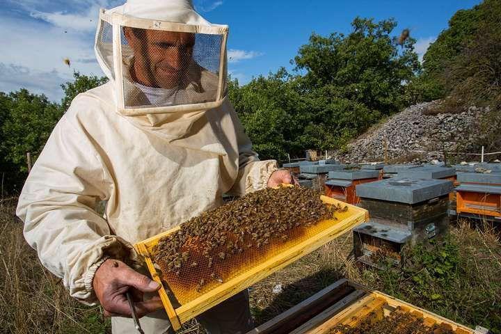 В Приморье рассмотрели проект поправок в закон о пчеловодстве