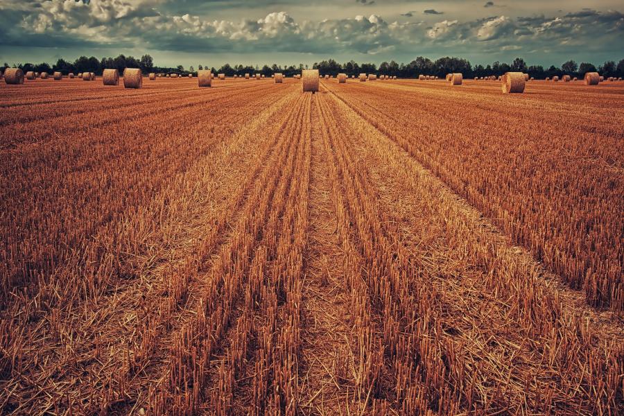 Муниципалитеты Приморья смогут самостоятельно распоряжаться землями сельхозназначения