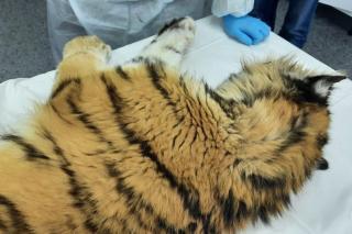 Фото: телеграм-канал центра реабилитации "Тигр" | В приморском центре реабилитации рассказали о судьбе травмированной тигрицы