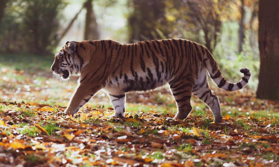 В Приморье предъявлено обвинение по факту продажи частей амурского тигра
