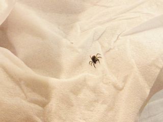 Первый энцефалитный клещ сезона подтвержден в Приморье