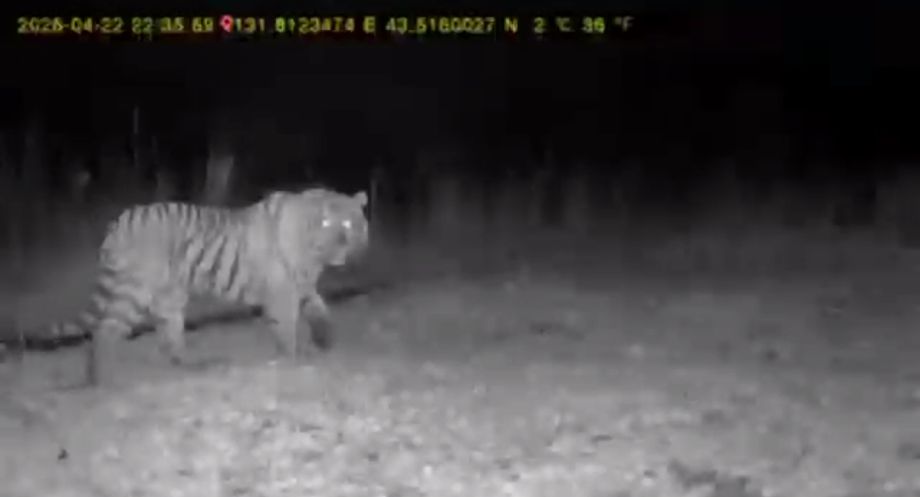 Тигр позировал на камеру рядом с частными домами в Надеждинском районе