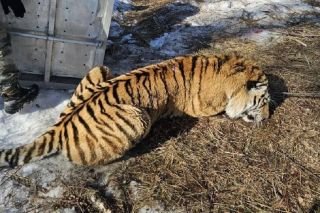 Тигра-людоеда, напавшего на охотника, поймали в Приморье