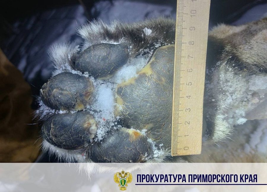 Приморский охотник заплатит два с лишним миллиона за тигра