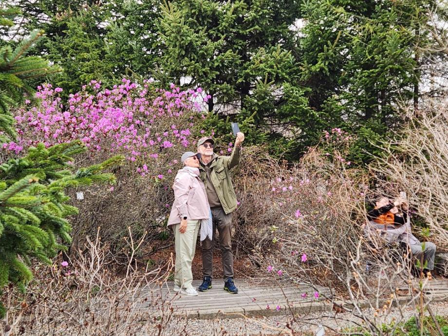Весны расcвет: абоненты МегаФона наращивают трафик в местах цветения рододендронов