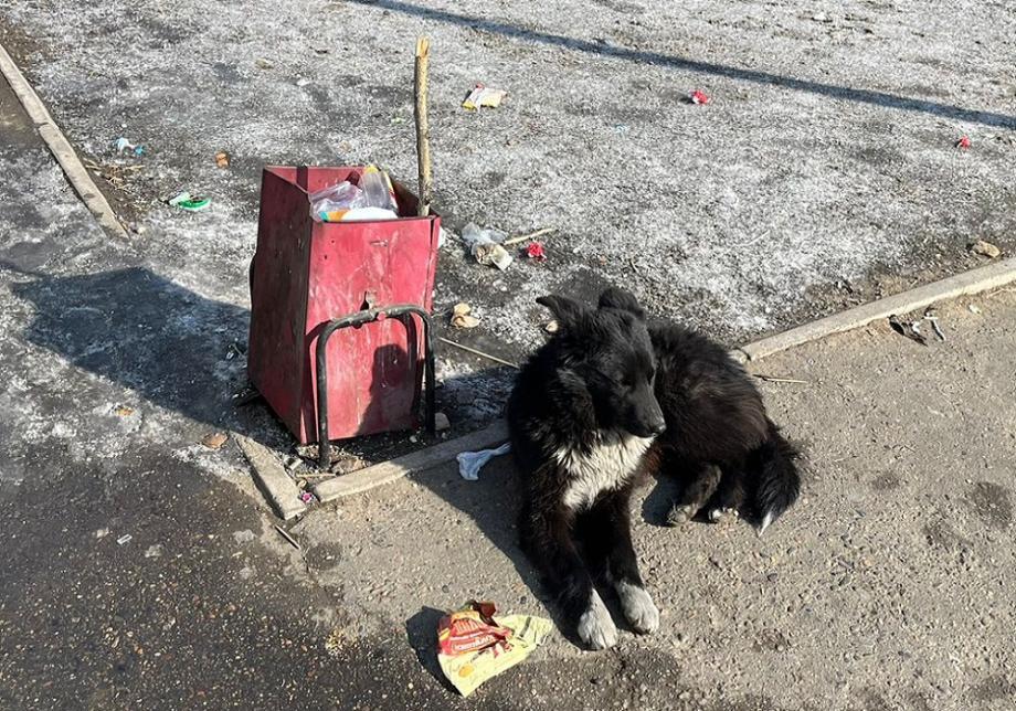Фото: PRIMPRESS | «Важнее жизнь собаки или человека?». Российский депутат предложил усыплять бродячих псов