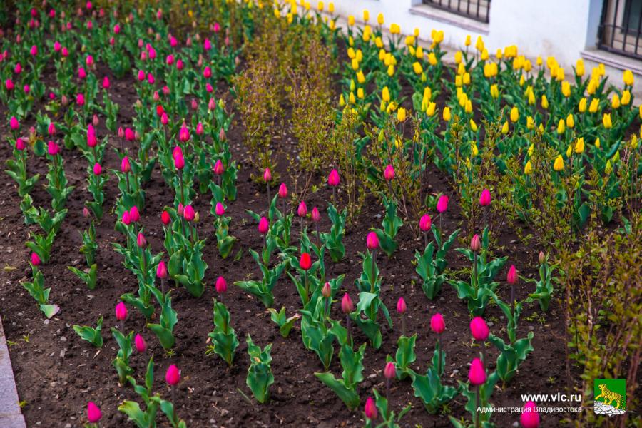 Первые тюльпаны и гиацинты уже радуют владивостокцев своим великолепным цветением