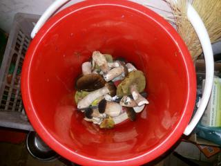 Госдума хочет лишить людей возможности «жить дарами леса»