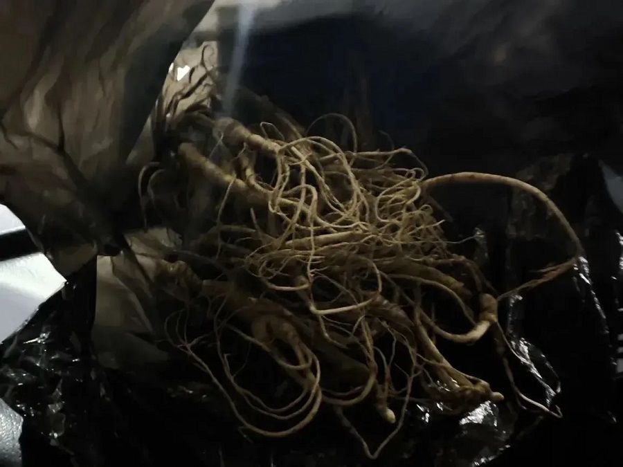 Приморские чекисты перехватили на границе партию контрабандного женьшеня