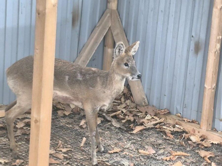 Редкий олень с клыками попал в приморский центр реабилитации после нападения собак