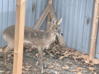 Редкий олень с клыками попал в приморский центр реабилитации после нападения собак