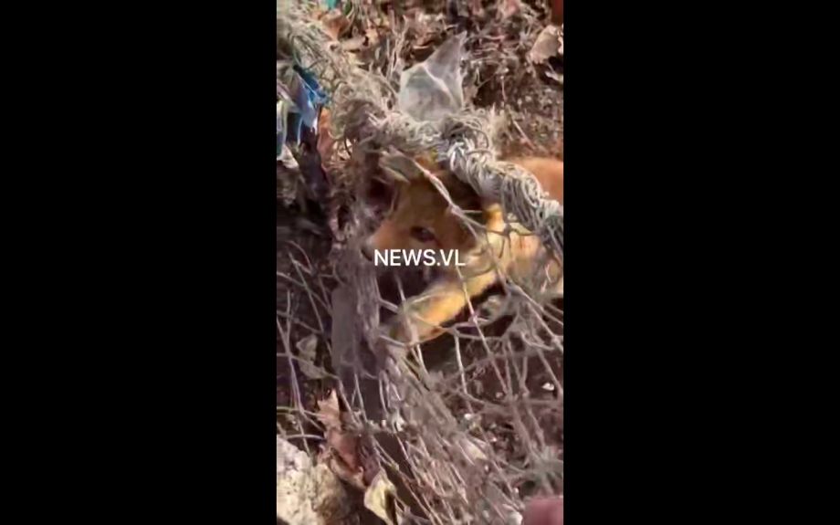 Лисёнок запутался в прогнившей сетке на свалке в лесу Владивостока