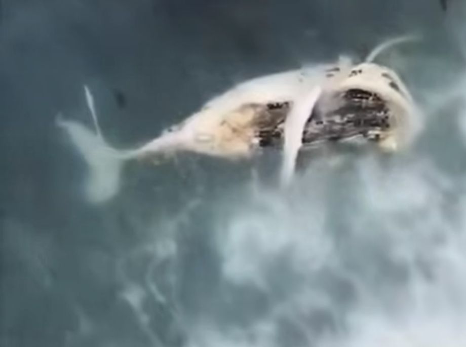 Гигантский кит разлагается у берега в Приморье