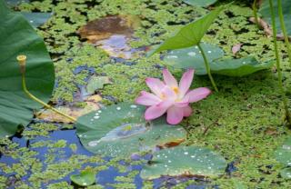 Фото: Татьяна Меель / PRIMPRESS | «И это еще до майских шашлыков»: увиденное на озере лотосов взбудоражило приморцев