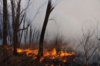 Приморье в огне: за сутки выжжено более тысячи гектаров