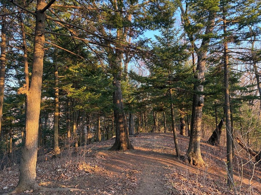 Где погулять в лесу во Владивостоке? Выбирайте из ТОП-5