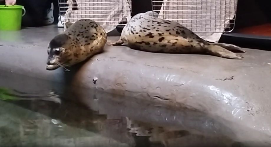Приморские тюлени начали новую жизнь в московском зоопарке
