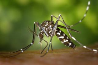 Фото: pexels.com | Россиянам назвали способ справиться с укусом комара