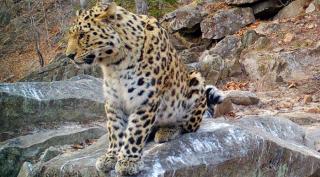 Фото: leopard-land.ru | Сменил Тайфуна: новый леопард обосновался в старейшем на Дальнем Востоке заповеднике