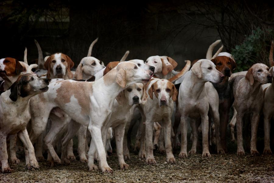 Фото: pixabay.com | «Снова они»: в Приморье школьника покусали бродячие собаки