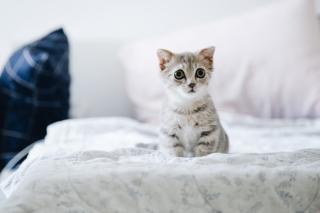 Фото: pexels.com | Усатый помощник: названы способы, как отучить кота будить хозяина по утрам