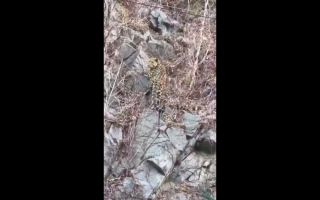 Папарацци засняли дальневосточного леопарда в Китае