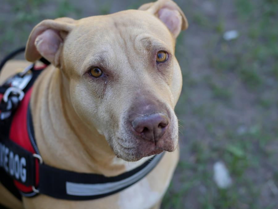 Во Владивостоке служебный пес помог найти пропавшего ребенка и спасти ему жизнь