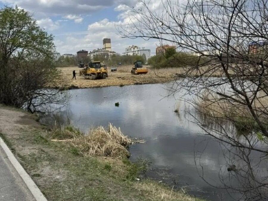 Утки с выводком остались без дома и оказались среди грунта в Приморье
