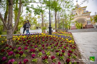 Фото: Анастасия Котлярова / vlc.ru | Улицы Владивостока украсили 110 тыс. цветов