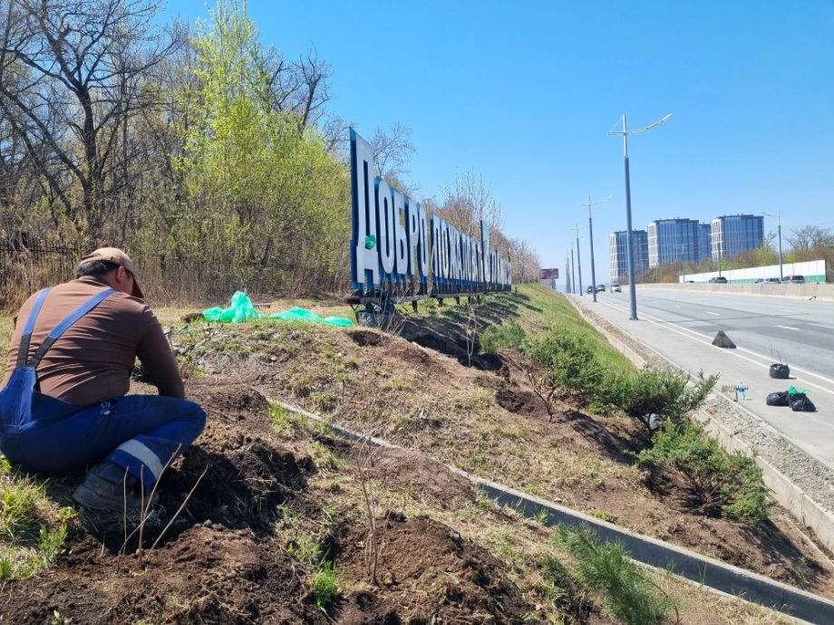 Вдоль трасс Владивостока высадили сотни саженцев