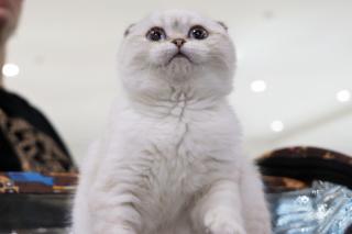 Ученые установили, как на самом деле кошки относятся к людям