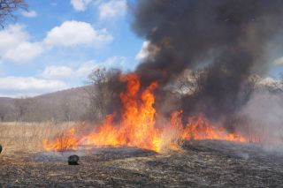 Пожар площадью с половину острова Попова не могут потушить третьи сутки