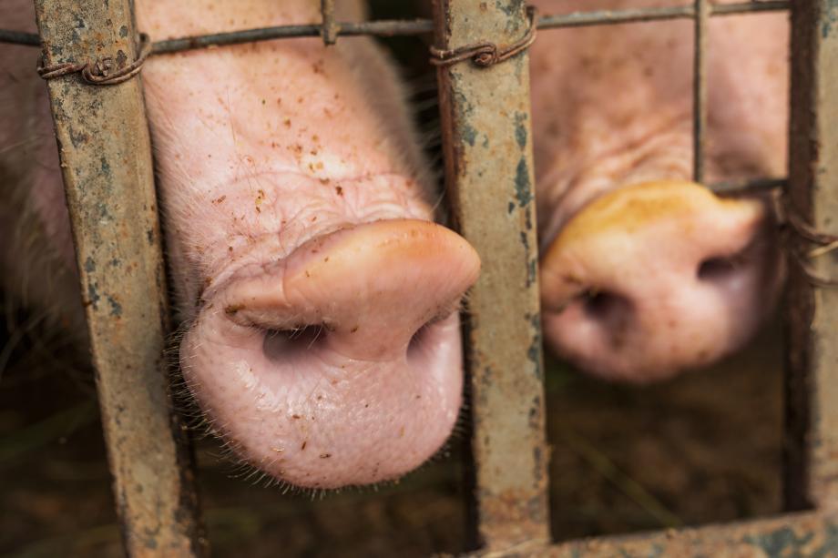 Фото: freepik.com | Чума свиней стала преградой для Хабаровского края на границе с Приморьем