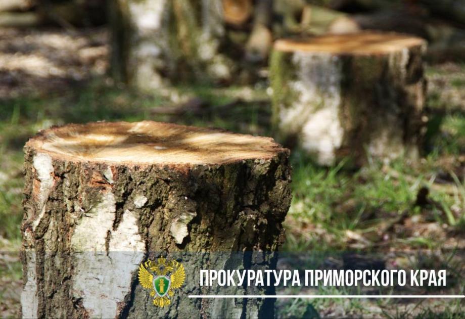 Фото: Прокуратура ПК | Иностранец приехал в Приморье и вырубил лес на 34 млн рублей