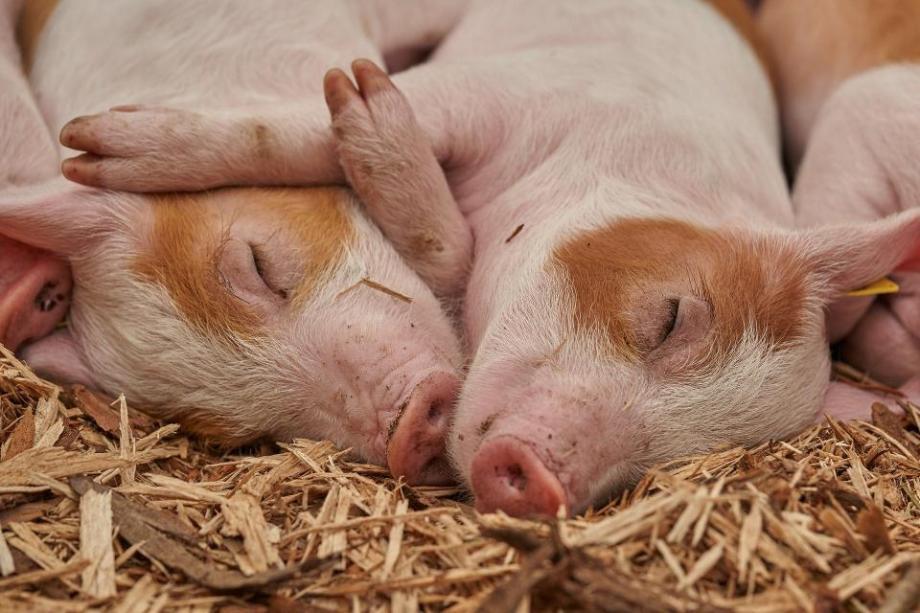 Фото: pixabay.com | Новая информация появилась о вирусе свиней в Приморье
