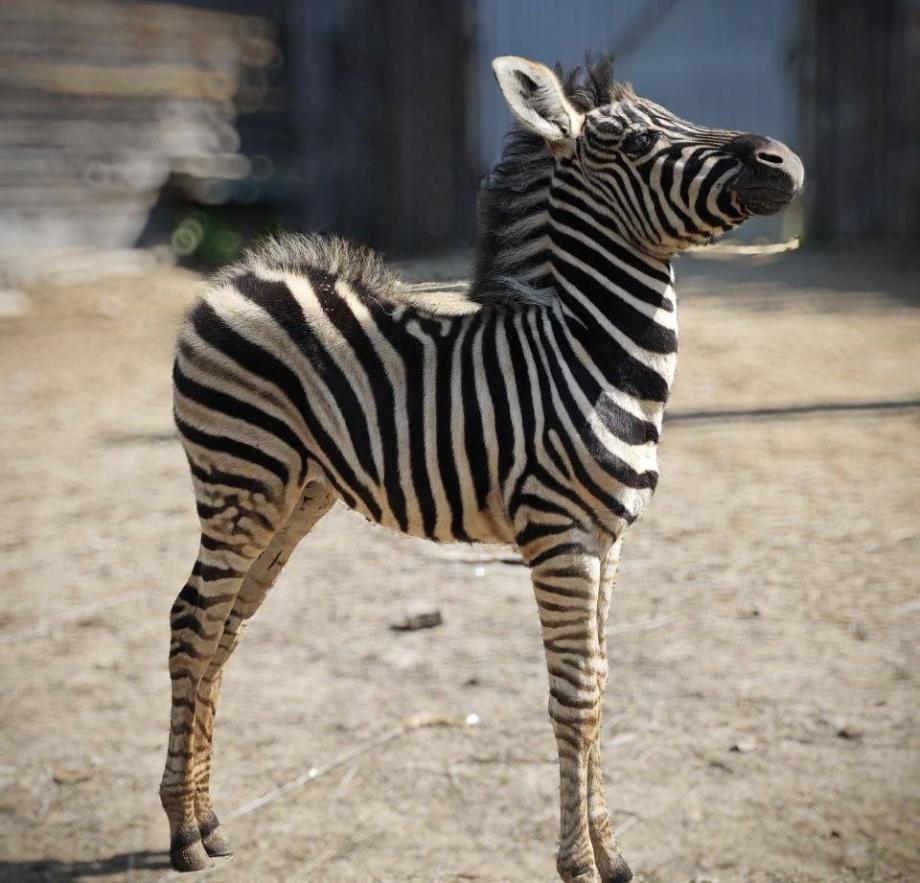 «Чувствует себя хорошо»: в приморском зоопарке показали редкие кадры малыша-зебреныша