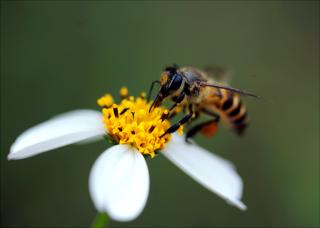 Фото: pexels.com | Врач объяснил, кому после укуса пчелы следует обратиться в больницу