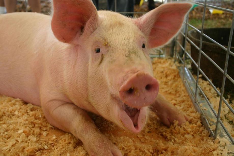 Фото: pixabay.com | Меры уже принимаются: в Приморье выявлен второй очаг африканской чумы свиней