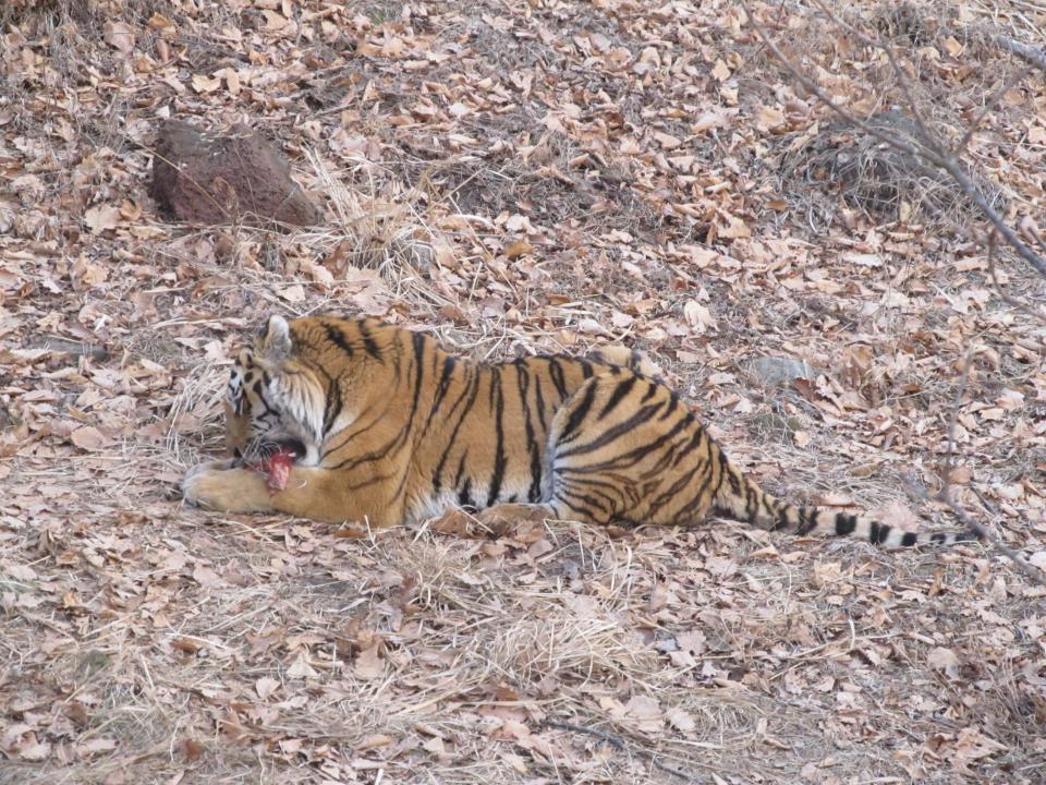 Фото: PRIMPRESS | Встреча с тигриной семьей закончилась неожиданностью для приморцев
