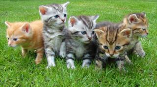 Фото: pexels.com | Эксперт назвал необычный способ отвадить кошек от сада и огорода