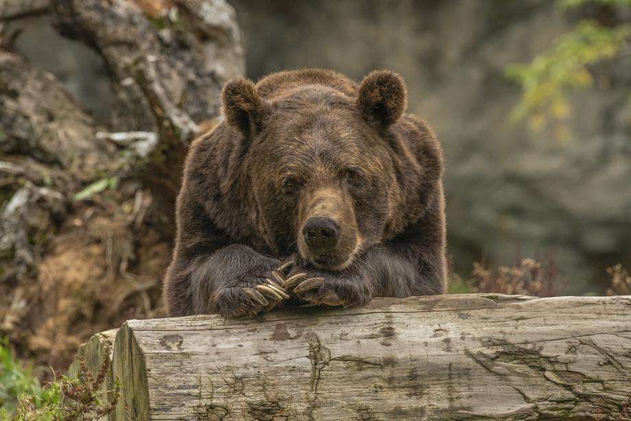 Фото: freepik.com | Напавшего на «Лексус» медведя нашли мертвым в Хабаровском крае