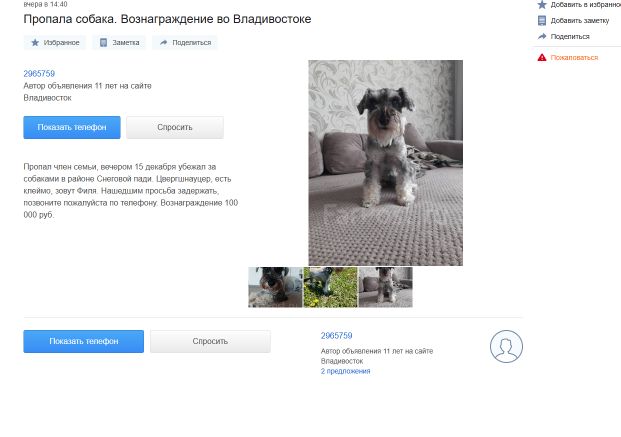 «Верните Филю»: семья из Приморья пятый месяц ищет цвергшнауцера, сбежавшего за собаками