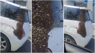 «Ищут новый дом». Пчеловод прокомментировал атаку насекомых на машину во Владивостоке