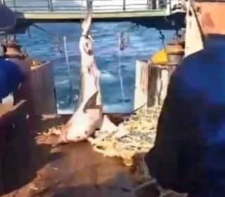 Фото: из соцсетей | Агрессивную акулу поймали рыбаки в Приморье