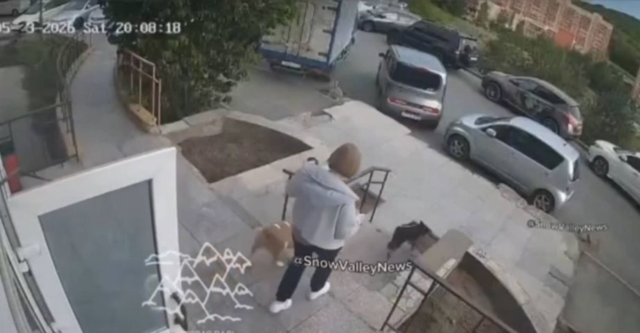 «Некомфортно в наморднике»: бойцовская собака растерзала йорка во Владивостоке