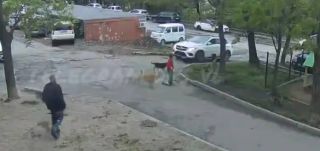 Стая агрессивных собак устроила «охоту» на ребёнка во Владивостоке