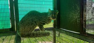 Фото: Центр реабилитации "Тигр" | «Просто есть хочет»: в Приморье хищник попался на ловле домашней птицы