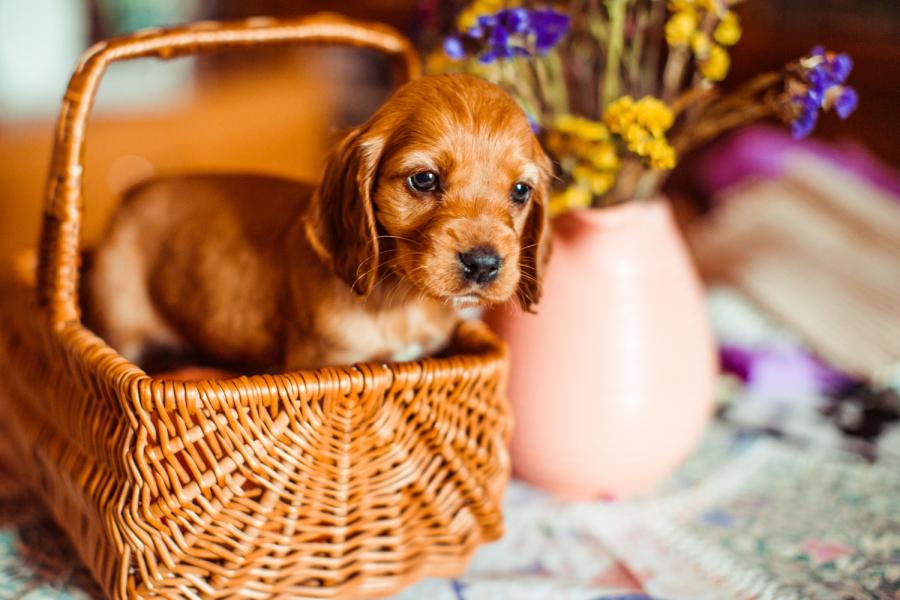 Эксперты предупредили, что любимые у россиян цветы опасны для собак