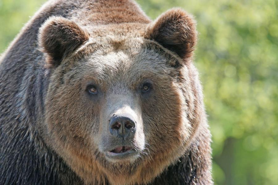 Фото: pixabay.com | Бросился под колеса: медведь спровоцировал ДТП в Приморье